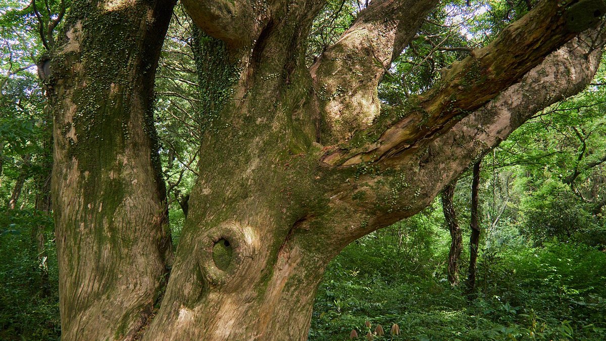Bijarim Forest